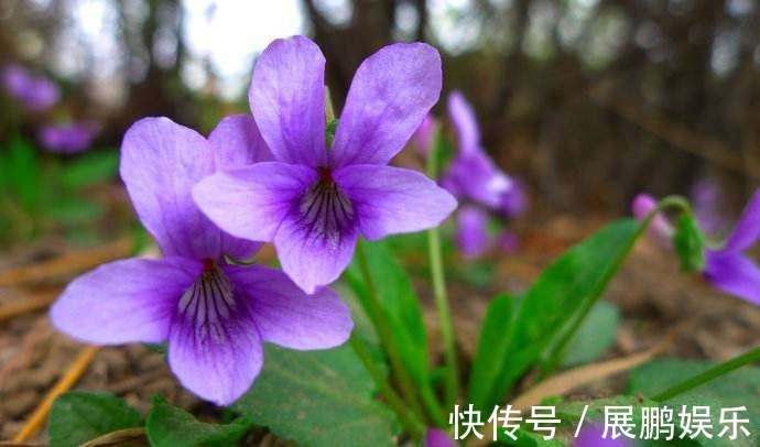 此花是为了纪念曾经的美丽所盛开的花,淡淡的紫色好看又优雅