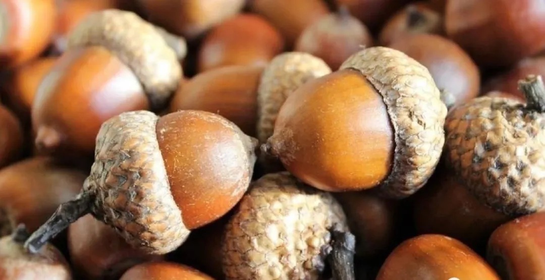 松树皮|比松树皮更好的兰花植料,生根快、发芽壮,更适合兰菌滋生