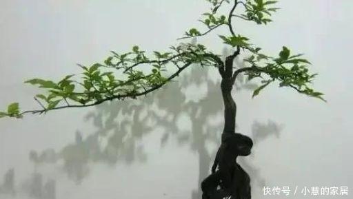 种树|2种树很常见，学会养护要点，做成盆景大变样，5年养成万元树