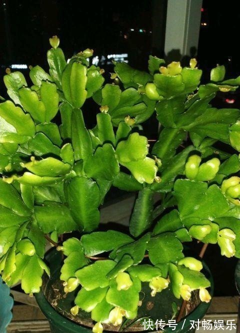 花草|这三种花再喜欢也不能夏天买,不好养难伺候,买回来就后悔