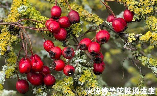 食物|女人爱美，常吃四种食物，补血益气，养护血管，预防血管疾病