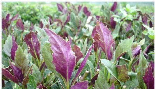 芹菜|养肝就是保命!3种蔬菜,养肝护肝,肝脏“舒服”,人才更显年轻