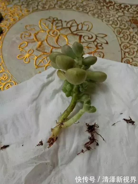 叶子|多肉出现3个状态,是烂根“信号”,再不管根都烂完,别忽视!