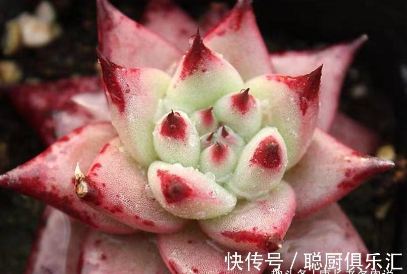 要说东云系名字最多的多肉,那非天狼星莫属,4个名字真是没谁了