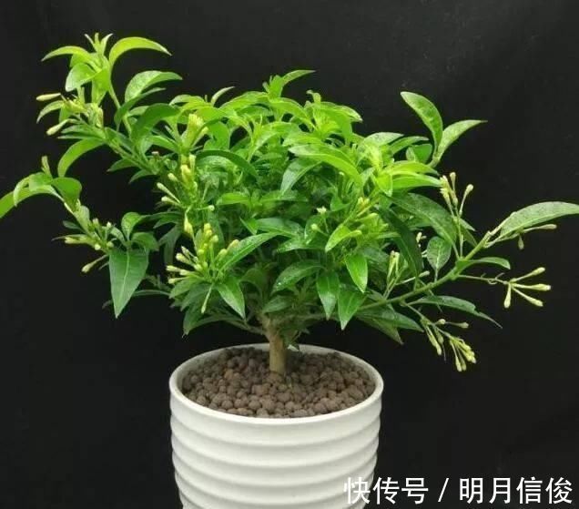 老花农|这种花比桂花香，比茉莉好闻，家里养一盆，能薰一室香