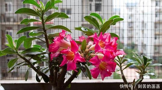 浇水|5种适合“散养”的花草,盆栽上几盆,不用费心管理,好养又省心