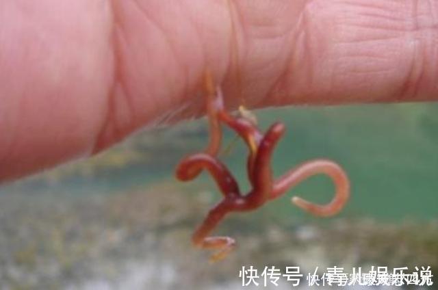 红虫|怪不得老钓手从不买饵,原来这3种东西才是大板鲫的最爱,服了