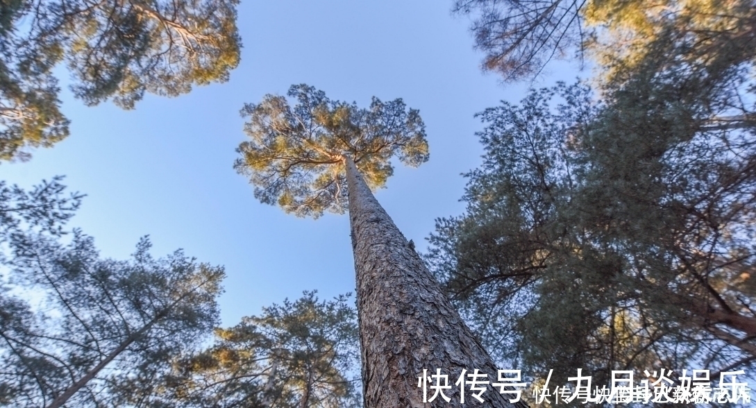 长白山|长白山才有的松树，被叫成美人松，移植到别的地方活不了