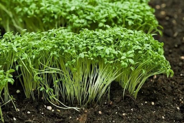 荠菜|这5种常见蔬菜,营养少且不利于健康,建议尽量少吃