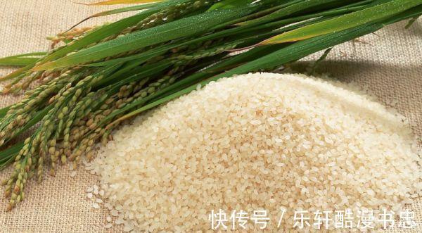 长虫|夏天大米生虫怎么办分享3个好办法,放一年都不生虫,很实用。