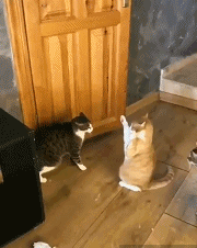 |搞笑GIF趣图:“我就俩要求,女的,不傻就够了”