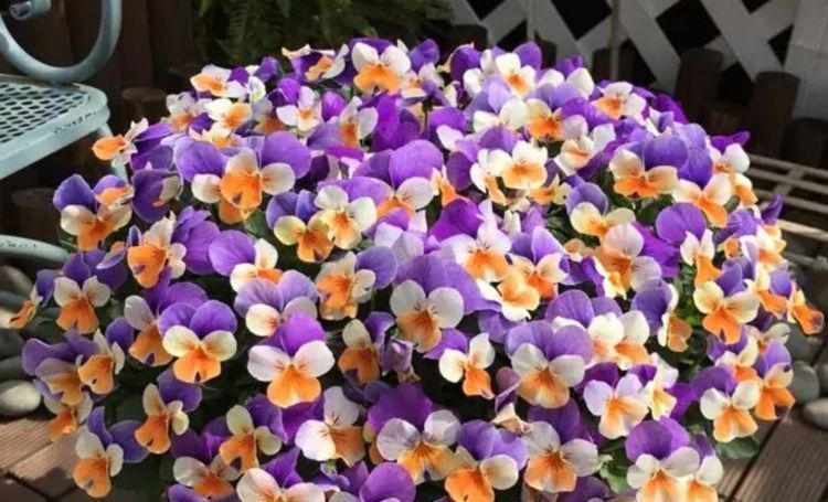 “4种花”超爱开花,尤其第2种,全年开花不断,还超好养,美