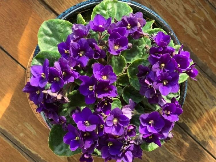 这花比绿萝好养,疯狂开花,花色五彩斑斓,想不爆盆都难