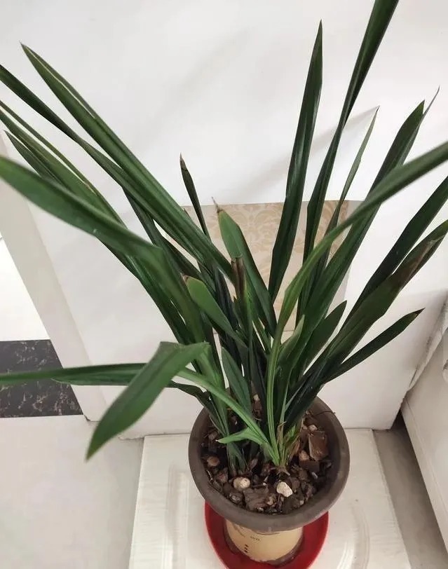 种植|兰花生命力很强，决定能否种植成活的，并不是土壤与肥料