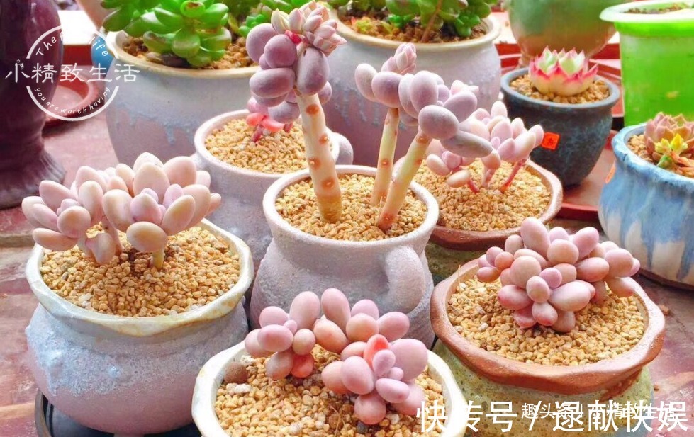 多肉上盆,用“干土”还是“潮土”,分2种情况,1张图看清楚