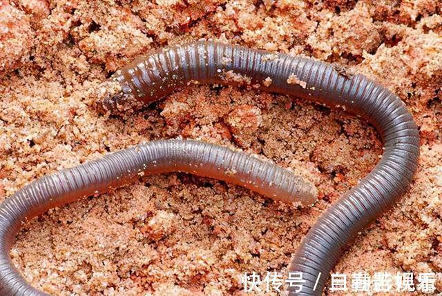 鲫鱼喜欢什么气味,你真的知道吗?这次讲个透彻,咱们一窥究竟