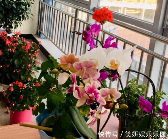 养花人，端正这几种心态，没有什么花养不好