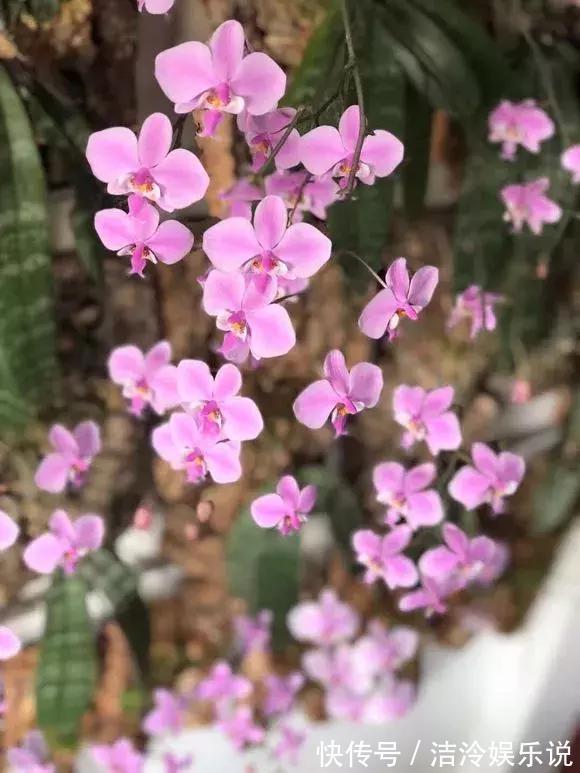 烂根|养花圈子中，1种花公认“不好养”，能养好的都是大神！