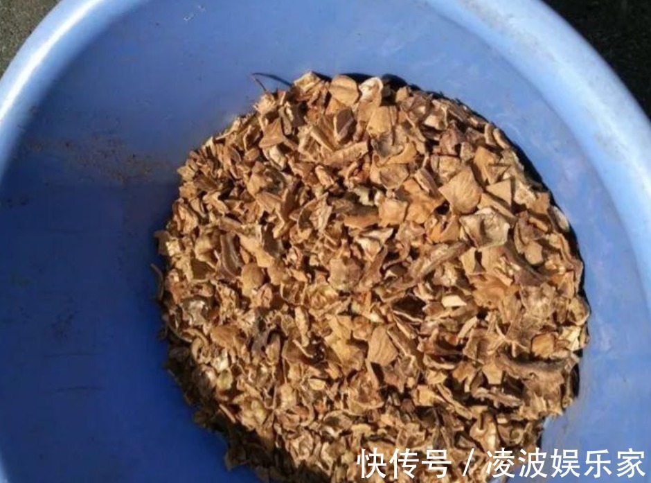养花|换盆用它垫盆底，养花效果非常好，花卉越长越旺盛！