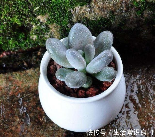 萌多肉再来一款,仅次桃蛋的粉,就属白美人啦!