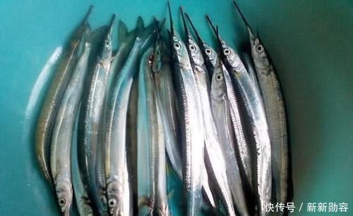 此鱼嘴巴尖细,很难钓到,聪明的渔民有办法放“针良船”