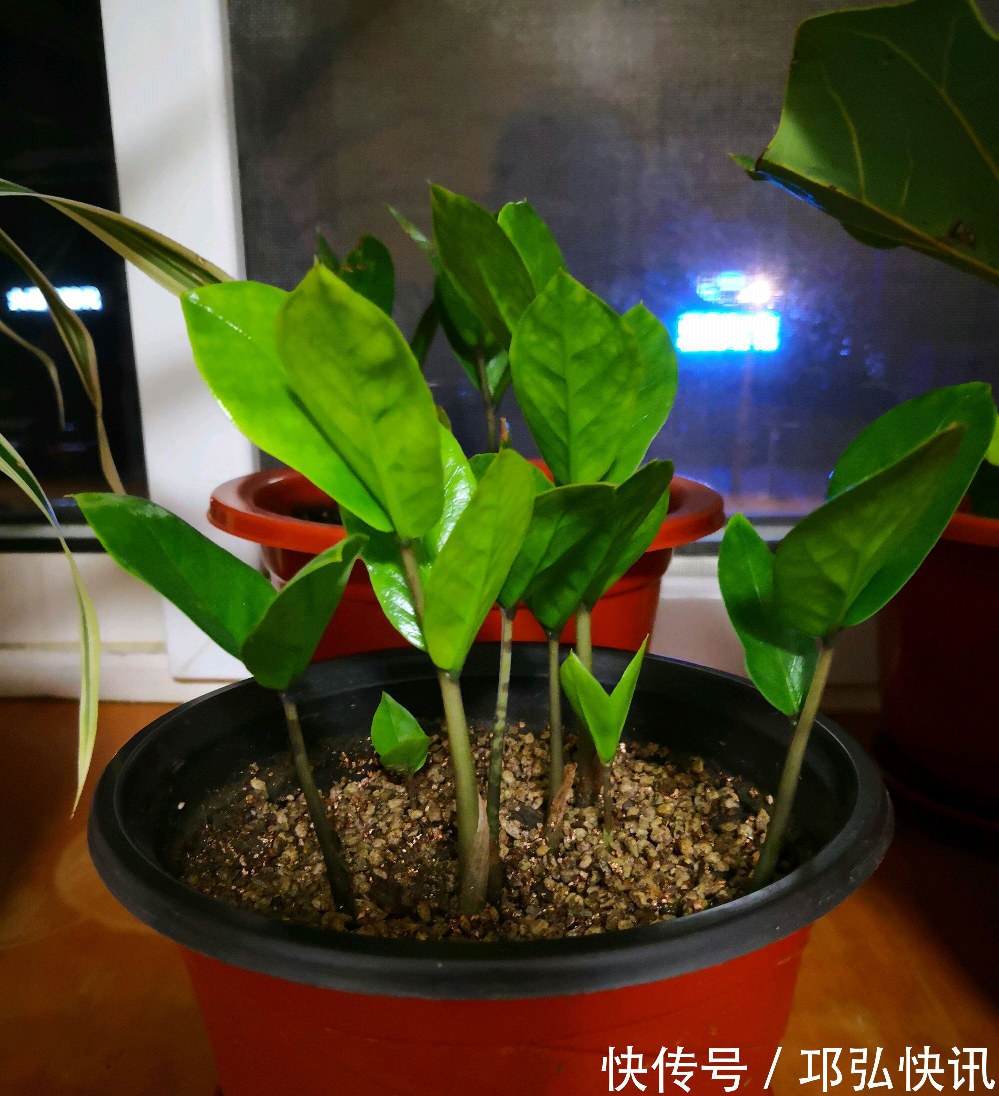 金钱树怎么浇水按照3种方式浇水，金钱树长势旺不黄叶掉叶