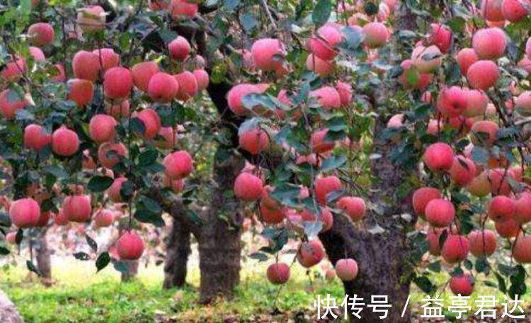 身体健康|别再被“早上吃苹果”骗了,对身体健康有3大危害,别被骗了