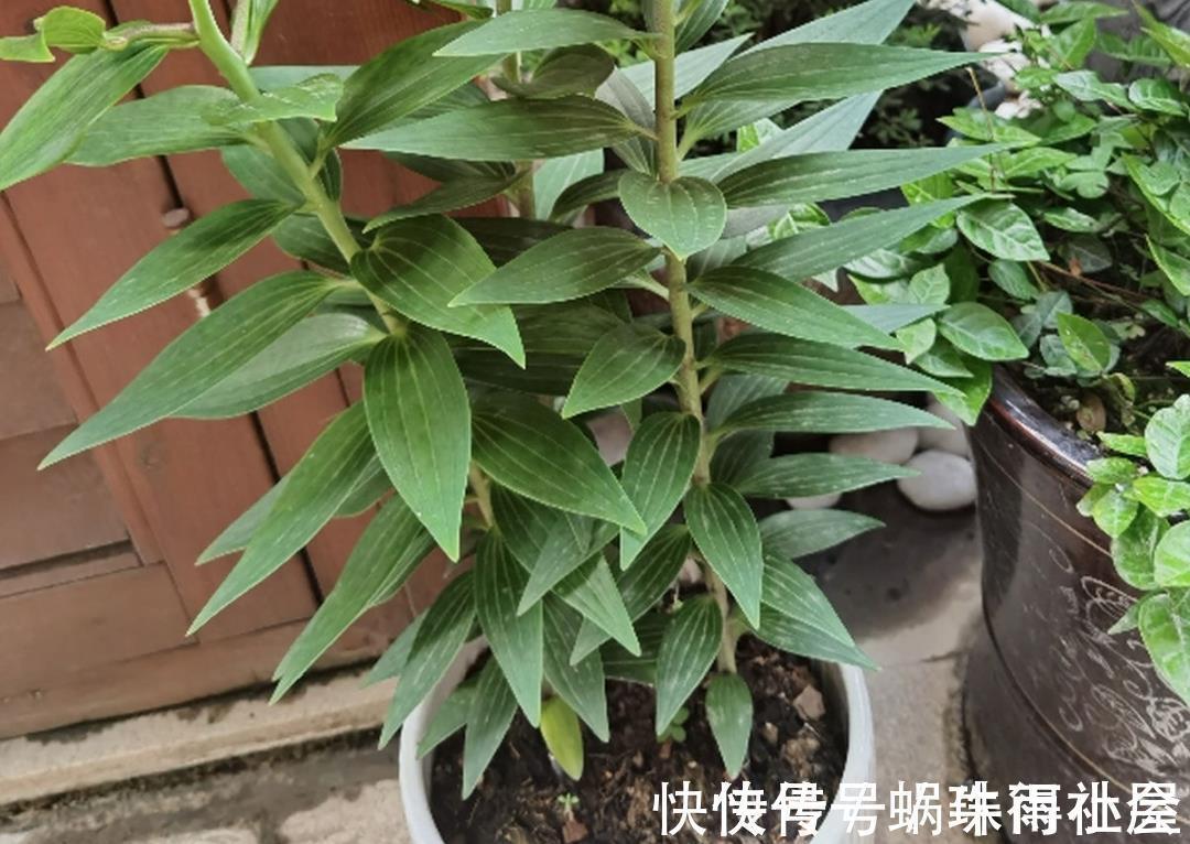 铃兰|30℃以上,10种花就先别养了,买一盆死一盆,别怪我没提醒你