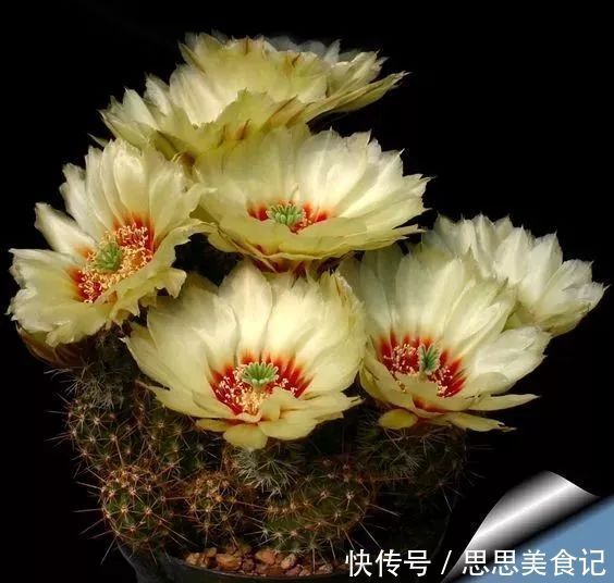 第一次见这么美的仙人掌花!大开眼界!