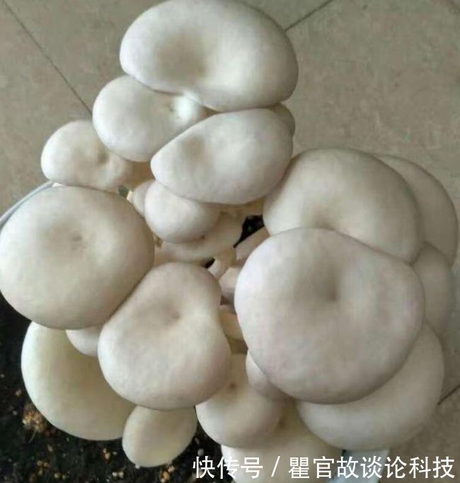 盆景|“1种蔬菜”种阳台,吃完一茬又一茬,养成盆景比花漂亮10倍