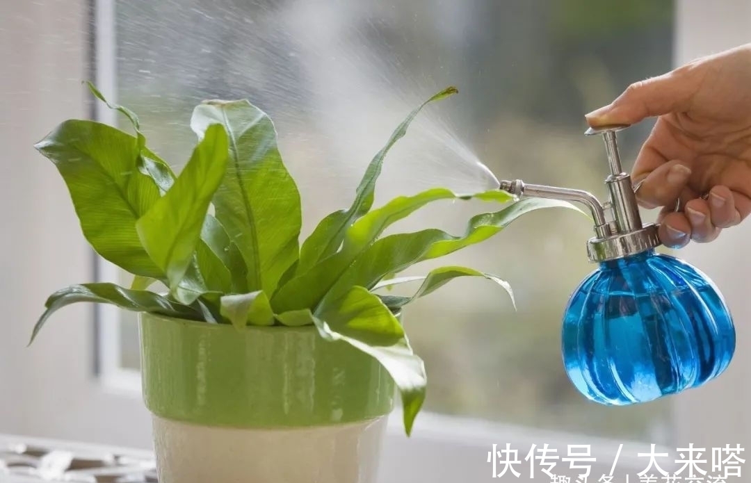 如何正确给室内植物浇水?掌握11个浇水技巧,你也能变园艺高手