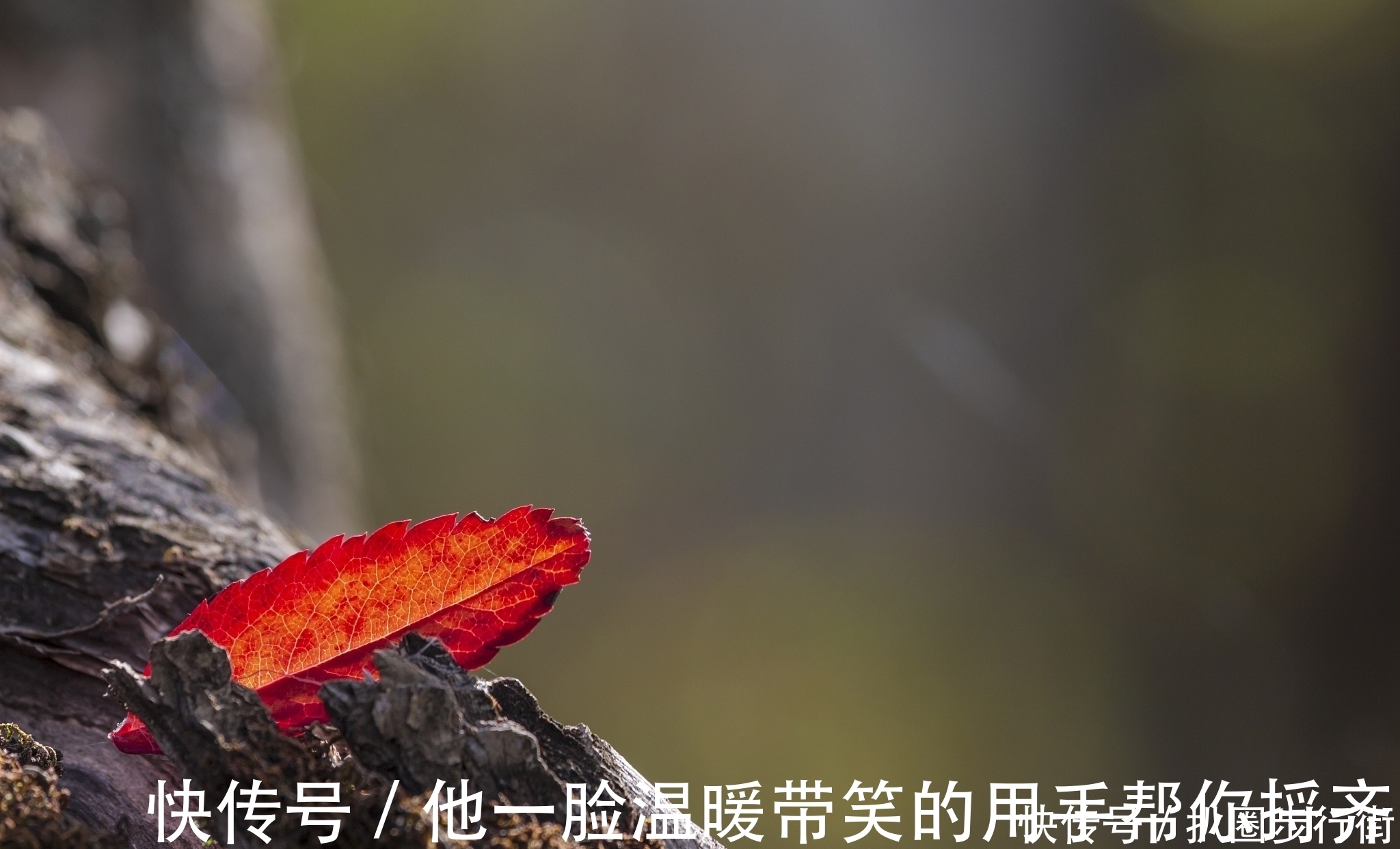 绝句$一代宗师叶嘉莹绝句30首。词心独具无人及,一卷长留万古芳