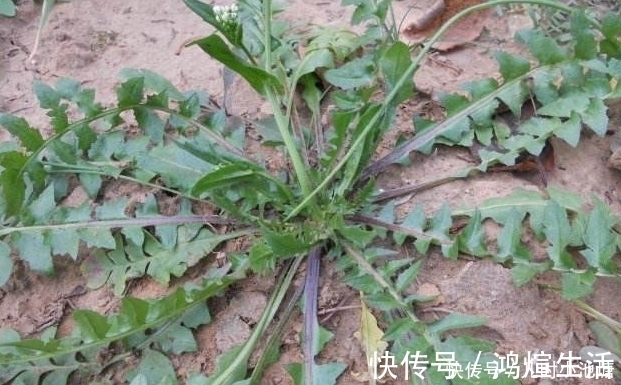 晚饭|经常胃反酸，晚饭多吃2物，多做2动作，减少反酸，利养胃