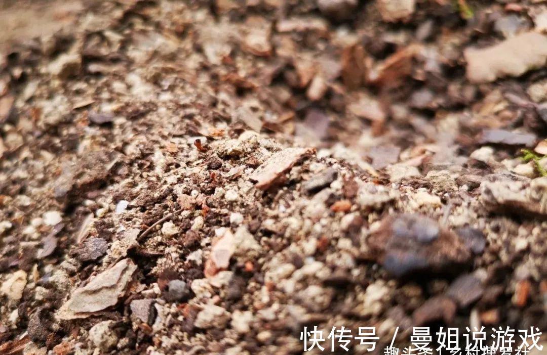 这样制作兰花植料,兰花不会烂根,花苞也更饱满