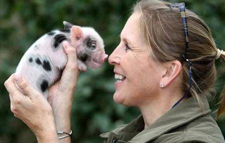 世界上最小的猪 微型猪体重不超过十斤 快资讯 世界上最小的猪 微型猪体重不超过十斤 快资讯