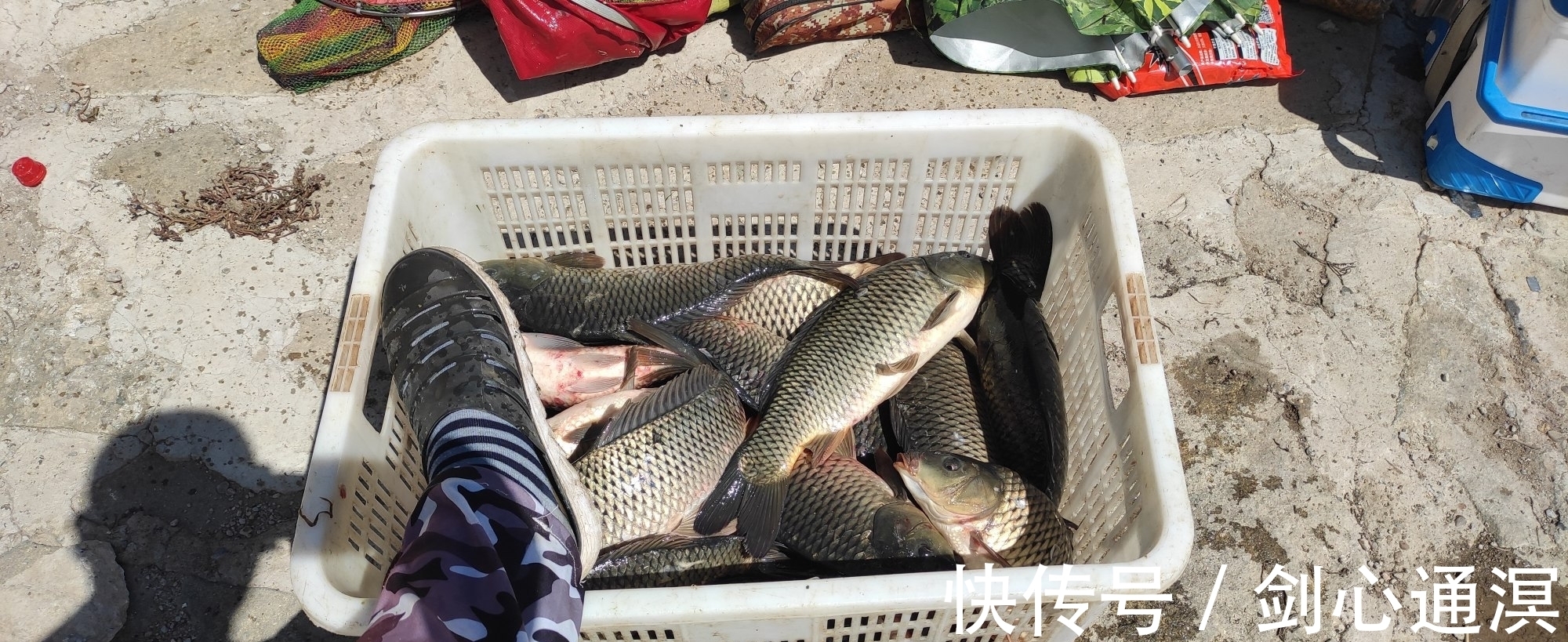 20年钓痴分享,冬季鲤鱼绝杀钓法,冬钓找对方法钓鲤鱼并不难