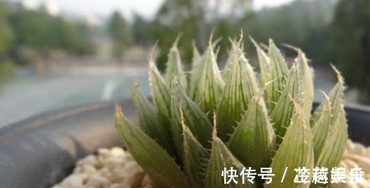 银波锦|办公室养多肉,盆栽这5款,不怕采光差、难看、一盆不剩!