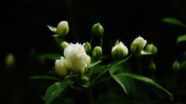 别养月季花了，此花一开香满院，一开花就变“花海”