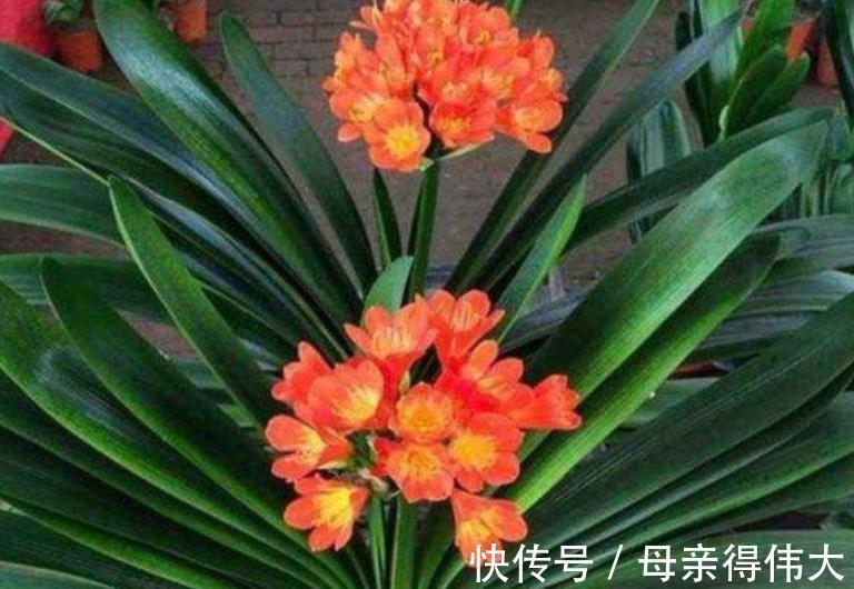 君子兰夹箭不开花?教你几个小妙招,轻松解决顺利开爆花