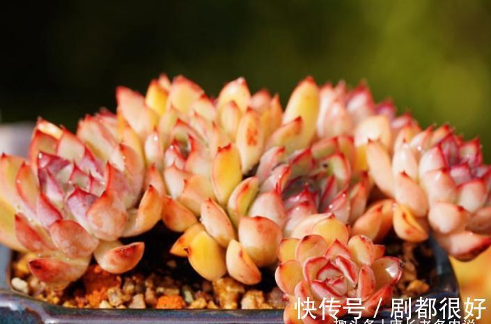 想打造多肉十里桃林?别只盯着桃蛋,此8个品种也许更合你的口味