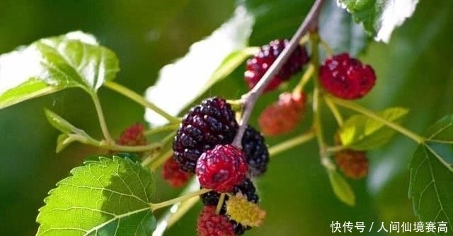 说法|俗语说:“五树进宅,人穷家败”是什么意思?指得哪五种树?