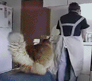 |搞笑动图：快乐跳舞的小家伙，萌萌哒！