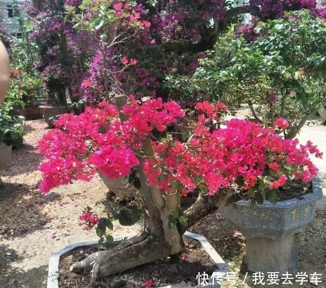 11种能在室内开大红色花朵的植物，养成盆栽后反而更好打理！