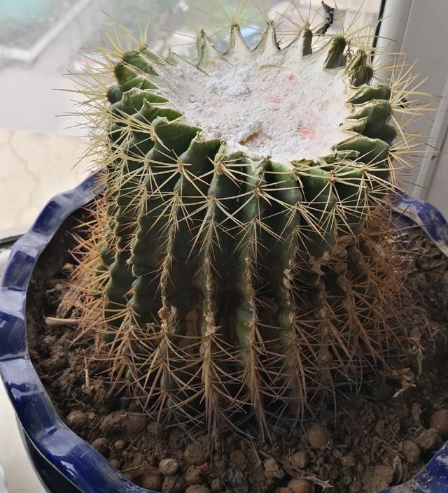 雨水|10种不能淋雨的花,淋完雨就死,盆栽养花注意事项