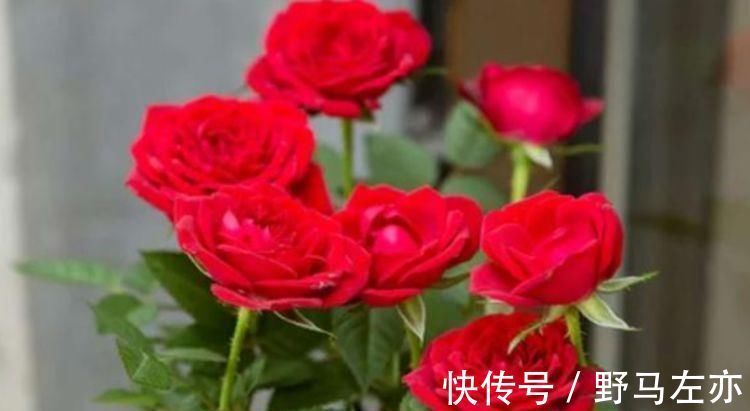 3种花漂亮又养人,泡茶解暑,人养花,花也养人,花朵又大又鲜艳