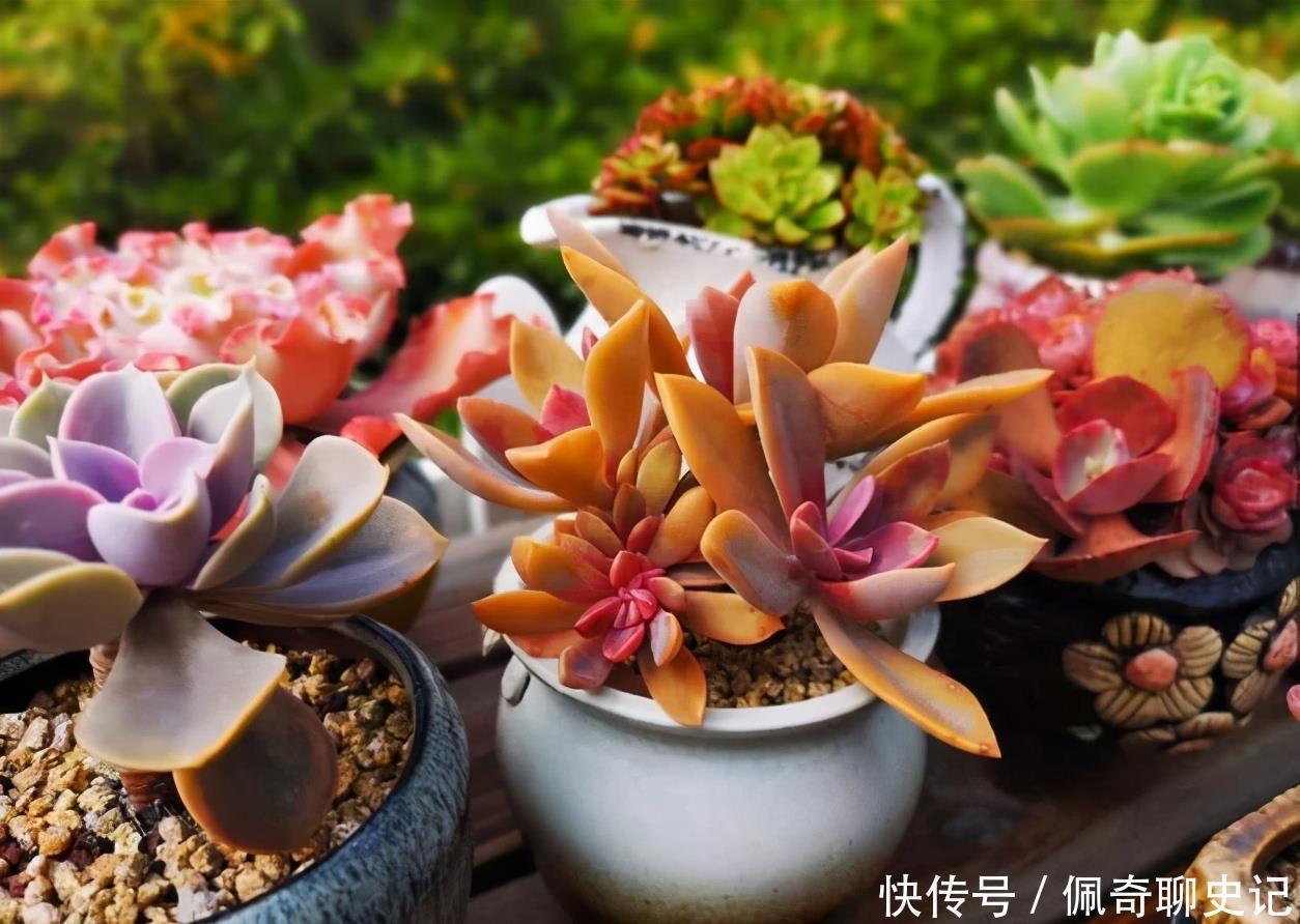 腐叶土|多肉喜“酸”还是喜“碱”?一个配土“小原则”,多肉个个养的棒