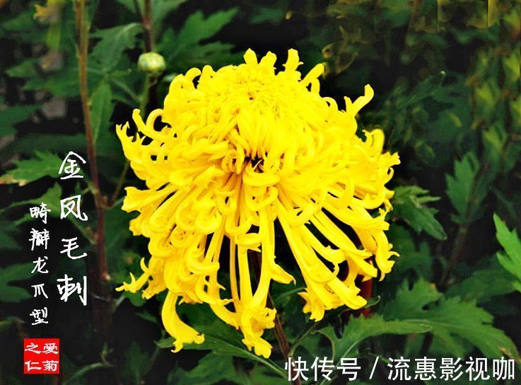 喜欢牡丹,不如养“珍奇名菊”,似金凤起舞,金光闪闪,开花艳丽