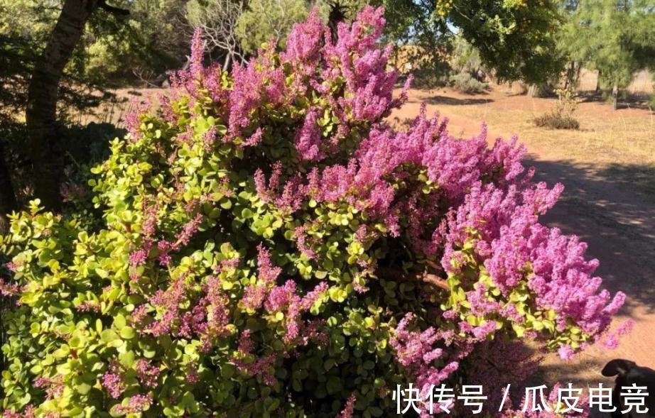 盆景|金枝玉叶盆栽养殖小技巧:日常维护、凹造型,不可忽略!