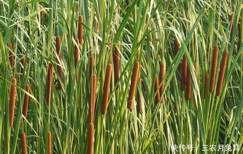 果实|农村一种野草,果实酷似香肠,水下藏着美味,城里30元一斤抢着要