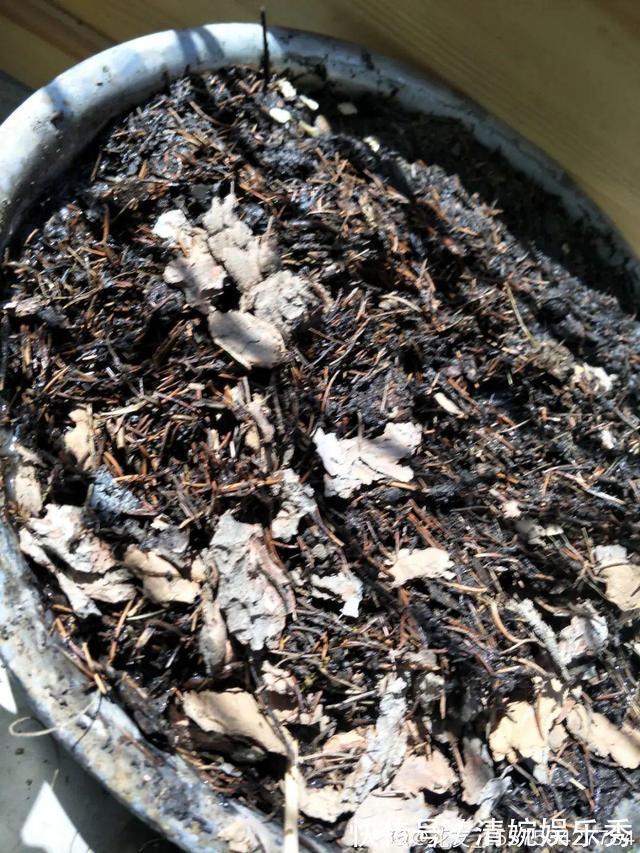 10种“垃圾”不要丢,拿来养花效果好,还能省下一笔钱